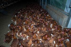 Hens crowded around 'pop holes' in free-range sheds. - Farm Pride supplies free range and cage free eggs to major supermarkets under their own brand and is also a supplier for Coles brand free range eggs. Their Bears Lagoon farm supplies free range eggs from a system described by The Age as 'intensive free-range farming.'
In these sheds tens of thousands of birds struggle for space in filthy sheds. Hens showed evidence of reproductive illnesses and feather pecking, including missing feathers from their wings and necks. One chicken was filmed with a twisted, deformed leg, while others showed clear signs of being bullied by being pecked by other chickens.
On this farm investigators entered an empty shed where hens had been 'depopulated,' to be taken to slaughter. Two chickens had been left behind and were found huddled in the empty stacks, missing almost all of the feathers from their backs and necks. In another shed hens were found to be laying jelly-like, soft shelled eggs, an indication of nutrition deficiencies and stress. Hens would fight to eat these eggs, a valuable source of calcium in their otherwise deprived diets.
- Captured at Farm Pride Bears Lagoon - Site 2, Bears Lagoon VIC Australia.
