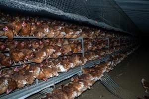 Hens on perches in free-range shed - Farm Pride supplies free range and cage free eggs to major supermarkets under their own brand and is also a supplier for Coles brand free range eggs. Their Bears Lagoon farm supplies free range eggs from a system described by The Age as 'intensive free-range farming.'
In these sheds tens of thousands of birds struggle for space in filthy sheds. Hens showed evidence of reproductive illnesses and feather pecking, including missing feathers from their wings and necks. One chicken was filmed with a twisted, deformed leg, while others showed clear signs of being bullied by being pecked by other chickens.
On this farm investigators entered an empty shed where hens had been 'depopulated,' to be taken to slaughter. Two chickens had been left behind and were found huddled in the empty stacks, missing almost all of the feathers from their backs and necks. In another shed hens were found to be laying jelly-like, soft shelled eggs, an indication of nutrition deficiencies and stress. Hens would fight to eat these eggs, a valuable source of calcium in their otherwise deprived diets.
- Captured at Farm Pride Bears Lagoon - Site 2, Bears Lagoon VIC Australia.
