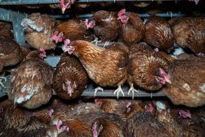 Free-Range Eggs Investigation 2025 - Farm Pride supplies free range and cage free eggs to major supermarkets under their own brand and is also a supplier for Coles brand free range eggs. Their Bears Lagoon farm supplies free range eggs from a system described by The Age as 'intensive free-range farming.'
In these sheds tens of thousands of birds struggle for space in filthy sheds. Hens showed evidence of reproductive illnesses and feather pecking, including missing feathers from their wings and necks. One chicken was filmed with a twisted, deformed leg, while others showed clear signs of being bullied by being pecked by other chickens.
On this farm investigators entered an empty shed where hens had been 'depopulated,' to be taken to slaughter. Two chickens had been left behind and were found huddled in the empty stacks, missing almost all of the feathers from their backs and necks. In another shed hens were found to be laying jelly-like, soft shelled eggs, an indication of nutrition deficiencies and stress. Hens would fight to eat these eggs, a valuable source of calcium in their otherwise deprived diets.
- Captured at Farm Pride Bears Lagoon - Site 2, Bears Lagoon VIC Australia.