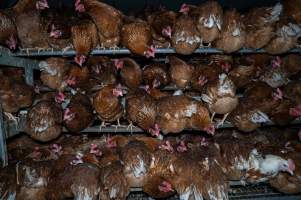 Hens crowded in free-range shed. - Farm Pride supplies free range and cage free eggs to major supermarkets under their own brand and is also a supplier for Coles brand free range eggs. Their Bears Lagoon farm supplies free range eggs from a system described by The Age as 'intensive free-range farming.'

In these sheds tens of thousands of birds struggle for space in filthy sheds. Hens showed evidence of reproductive illnesses and feather pecking, including missing feathers from their wings and necks. One chicken was filmed with a twisted, deformed leg, while others showed clear signs of being bullied by being pecked by other chickens.

On this farm investigators entered an empty shed where hens had been 'depopulated,' to be taken to slaughter. Two chickens had been left behind and were found huddled in the empty stacks, missing almost all of the feathers from their backs and necks. In another shed hens were found to be laying jelly-like, soft shelled eggs, an indication of nutrition deficiencies and stress. Hens would fight to eat these eggs, a valuable source of calcium in their otherwise deprived diets. 


 - Captured at Farm Pride Bears Lagoon - Site 2, Bears Lagoon VIC Australia.
