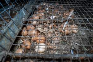 Smashed eggs under stacks - Farm Pride supplies free range and cage free eggs to major supermarkets under their own brand and is also a supplier for Coles brand free range eggs. Their Bears Lagoon farm supplies free range eggs from a system described by The Age as 'intensive free-range farming.'

In these sheds tens of thousands of birds struggle for space in filthy sheds. Hens showed evidence of reproductive illnesses and feather pecking, including missing feathers from their wings and necks. One chicken was filmed with a twisted, deformed leg, while others showed clear signs of being bullied by being pecked by other chickens.

On this farm investigators entered an empty shed where hens had been 'depopulated,' to be taken to slaughter. Two chickens had been left behind and were found huddled in the empty stacks, missing almost all of the feathers from their backs and necks. In another shed hens were found to be laying jelly-like, soft shelled eggs, an indication of nutrition deficiencies and stress. Hens would fight to eat these eggs, a valuable source of calcium in their otherwise deprived diets. 


 - Captured at Farm Pride Bears Lagoon - Site 2, Bears Lagoon VIC Australia.