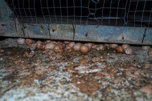 Smashed eggs under stacks - Farm Pride supplies free range and cage free eggs to major supermarkets under their own brand and is also a supplier for Coles brand free range eggs. Their Bears Lagoon farm supplies free range eggs from a system described by The Age as 'intensive free-range farming.'
In these sheds tens of thousands of birds struggle for space in filthy sheds. Hens showed evidence of reproductive illnesses and feather pecking, including missing feathers from their wings and necks. One chicken was filmed with a twisted, deformed leg, while others showed clear signs of being bullied by being pecked by other chickens.
On this farm investigators entered an empty shed where hens had been 'depopulated,' to be taken to slaughter. Two chickens had been left behind and were found huddled in the empty stacks, missing almost all of the feathers from their backs and necks. In another shed hens were found to be laying jelly-like, soft shelled eggs, an indication of nutrition deficiencies and stress. Hens would fight to eat these eggs, a valuable source of calcium in their otherwise deprived diets.
- Captured at Farm Pride Bears Lagoon - Site 2, Bears Lagoon VIC Australia.