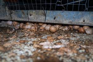 Smashed eggs under stacks - Farm Pride supplies free range and cage free eggs to major supermarkets under their own brand and is also a supplier for Coles brand free range eggs. Their Bears Lagoon farm supplies free range eggs from a system described by The Age as 'intensive free-range farming.'
In these sheds tens of thousands of birds struggle for space in filthy sheds. Hens showed evidence of reproductive illnesses and feather pecking, including missing feathers from their wings and necks. One chicken was filmed with a twisted, deformed leg, while others showed clear signs of being bullied by being pecked by other chickens.
On this farm investigators entered an empty shed where hens had been 'depopulated,' to be taken to slaughter. Two chickens had been left behind and were found huddled in the empty stacks, missing almost all of the feathers from their backs and necks. In another shed hens were found to be laying jelly-like, soft shelled eggs, an indication of nutrition deficiencies and stress. Hens would fight to eat these eggs, a valuable source of calcium in their otherwise deprived diets.
- Captured at Farm Pride Bears Lagoon - Site 2, Bears Lagoon VIC Australia.
