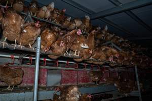 Hens in free-range shed - Farm Pride supplies free range and cage free eggs to major supermarkets under their own brand and is also a supplier for Coles brand free range eggs. Their Bears Lagoon farm supplies free range eggs from a system described by The Age as 'intensive free-range farming.'
In these sheds tens of thousands of birds struggle for space in filthy sheds. Hens showed evidence of reproductive illnesses and feather pecking, including missing feathers from their wings and necks. One chicken was filmed with a twisted, deformed leg, while others showed clear signs of being bullied by being pecked by other chickens.
On this farm investigators entered an empty shed where hens had been 'depopulated,' to be taken to slaughter. Two chickens had been left behind and were found huddled in the empty stacks, missing almost all of the feathers from their backs and necks. In another shed hens were found to be laying jelly-like, soft shelled eggs, an indication of nutrition deficiencies and stress. Hens would fight to eat these eggs, a valuable source of calcium in their otherwise deprived diets. - Captured at Farm Pride Bears Lagoon - Site 1, Bears Lagoon VIC Australia.