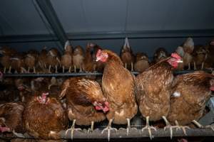 Free-Range Eggs Investigation 2025 - Farm Pride supplies free range and cage free eggs to major supermarkets under their own brand and is also a supplier for Coles brand free range eggs. Their Bears Lagoon farm supplies free range eggs from a system described by The Age as 'intensive free-range farming.'
In these sheds tens of thousands of birds struggle for space in filthy sheds. Hens showed evidence of reproductive illnesses and feather pecking, including missing feathers from their wings and necks. One chicken was filmed with a twisted, deformed leg, while others showed clear signs of being bullied by being pecked by other chickens.
On this farm investigators entered an empty shed where hens had been 'depopulated,' to be taken to slaughter. Two chickens had been left behind and were found huddled in the empty stacks, missing almost all of the feathers from their backs and necks. In another shed hens were found to be laying jelly-like, soft shelled eggs, an indication of nutrition deficiencies and stress. Hens would fight to eat these eggs, a valuable source of calcium in their otherwise deprived diets. - Captured at Farm Pride Bears Lagoon - Site 1, Bears Lagoon VIC Australia.