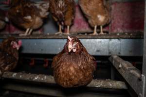 Free-Range Eggs Investigation 2025 - Farm Pride supplies free range and cage free eggs to major supermarkets under their own brand and is also a supplier for Coles brand free range eggs. Their Bears Lagoon farm supplies free range eggs from a system described by The Age as 'intensive free-range farming.'
In these sheds tens of thousands of birds struggle for space in filthy sheds. Hens showed evidence of reproductive illnesses and feather pecking, including missing feathers from their wings and necks. One chicken was filmed with a twisted, deformed leg, while others showed clear signs of being bullied by being pecked by other chickens.
On this farm investigators entered an empty shed where hens had been 'depopulated,' to be taken to slaughter. Two chickens had been left behind and were found huddled in the empty stacks, missing almost all of the feathers from their backs and necks. In another shed hens were found to be laying jelly-like, soft shelled eggs, an indication of nutrition deficiencies and stress. Hens would fight to eat these eggs, a valuable source of calcium in their otherwise deprived diets. - Captured at Farm Pride Bears Lagoon - Site 1, Bears Lagoon VIC Australia.