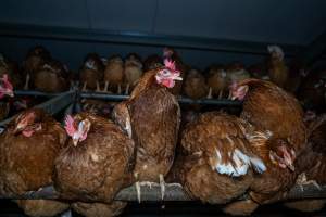 Free-Range Eggs Investigation 2025 - Farm Pride supplies free range and cage free eggs to major supermarkets under their own brand and is also a supplier for Coles brand free range eggs. Their Bears Lagoon farm supplies free range eggs from a system described by The Age as 'intensive free-range farming.'
In these sheds tens of thousands of birds struggle for space in filthy sheds. Hens showed evidence of reproductive illnesses and feather pecking, including missing feathers from their wings and necks. One chicken was filmed with a twisted, deformed leg, while others showed clear signs of being bullied by being pecked by other chickens.
On this farm investigators entered an empty shed where hens had been 'depopulated,' to be taken to slaughter. Two chickens had been left behind and were found huddled in the empty stacks, missing almost all of the feathers from their backs and necks. In another shed hens were found to be laying jelly-like, soft shelled eggs, an indication of nutrition deficiencies and stress. Hens would fight to eat these eggs, a valuable source of calcium in their otherwise deprived diets. - Captured at Farm Pride Bears Lagoon - Site 1, Bears Lagoon VIC Australia.