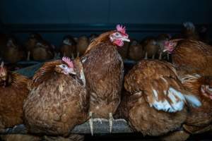 Free-Range Eggs Investigation 2025 - Farm Pride supplies free range and cage free eggs to major supermarkets under their own brand and is also a supplier for Coles brand free range eggs. Their Bears Lagoon farm supplies free range eggs from a system described by The Age as 'intensive free-range farming.'
In these sheds tens of thousands of birds struggle for space in filthy sheds. Hens showed evidence of reproductive illnesses and feather pecking, including missing feathers from their wings and necks. One chicken was filmed with a twisted, deformed leg, while others showed clear signs of being bullied by being pecked by other chickens.
On this farm investigators entered an empty shed where hens had been 'depopulated,' to be taken to slaughter. Two chickens had been left behind and were found huddled in the empty stacks, missing almost all of the feathers from their backs and necks. In another shed hens were found to be laying jelly-like, soft shelled eggs, an indication of nutrition deficiencies and stress. Hens would fight to eat these eggs, a valuable source of calcium in their otherwise deprived diets. - Captured at Farm Pride Bears Lagoon - Site 1, Bears Lagoon VIC Australia.