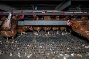 Hens at feeder - Farm Pride supplies free range and cage free eggs to major supermarkets under their own brand and is also a supplier for Coles brand free range eggs. Their Bears Lagoon farm supplies free range eggs from a system described by The Age as 'intensive free-range farming.'
In these sheds tens of thousands of birds struggle for space in filthy sheds. Hens showed evidence of reproductive illnesses and feather pecking, including missing feathers from their wings and necks. One chicken was filmed with a twisted, deformed leg, while others showed clear signs of being bullied by being pecked by other chickens.
On this farm investigators entered an empty shed where hens had been 'depopulated,' to be taken to slaughter. Two chickens had been left behind and were found huddled in the empty stacks, missing almost all of the feathers from their backs and necks. In another shed hens were found to be laying jelly-like, soft shelled eggs, an indication of nutrition deficiencies and stress. Hens would fight to eat these eggs, a valuable source of calcium in their otherwise deprived diets. - Captured at Farm Pride Bears Lagoon - Site 1, Bears Lagoon VIC Australia.