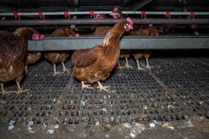 Free-Range Eggs Investigation 2025 - Farm Pride supplies free range and cage free eggs to major supermarkets under their own brand and is also a supplier for Coles brand free range eggs. Their Bears Lagoon farm supplies free range eggs from a system described by The Age as 'intensive free-range farming.'
In these sheds tens of thousands of birds struggle for space in filthy sheds. Hens showed evidence of reproductive illnesses and feather pecking, including missing feathers from their wings and necks. One chicken was filmed with a twisted, deformed leg, while others showed clear signs of being bullied by being pecked by other chickens.
On this farm investigators entered an empty shed where hens had been 'depopulated,' to be taken to slaughter. Two chickens had been left behind and were found huddled in the empty stacks, missing almost all of the feathers from their backs and necks. In another shed hens were found to be laying jelly-like, soft shelled eggs, an indication of nutrition deficiencies and stress. Hens would fight to eat these eggs, a valuable source of calcium in their otherwise deprived diets. - Captured at Farm Pride Bears Lagoon - Site 1, Bears Lagoon VIC Australia.