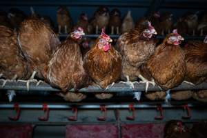 Free-Range Eggs Investigation 2025 - Farm Pride supplies free range and cage free eggs to major supermarkets under their own brand and is also a supplier for Coles brand free range eggs. Their Bears Lagoon farm supplies free range eggs from a system described by The Age as 'intensive free-range farming.'
In these sheds tens of thousands of birds struggle for space in filthy sheds. Hens showed evidence of reproductive illnesses and feather pecking, including missing feathers from their wings and necks. One chicken was filmed with a twisted, deformed leg, while others showed clear signs of being bullied by being pecked by other chickens.
On this farm investigators entered an empty shed where hens had been 'depopulated,' to be taken to slaughter. Two chickens had been left behind and were found huddled in the empty stacks, missing almost all of the feathers from their backs and necks. In another shed hens were found to be laying jelly-like, soft shelled eggs, an indication of nutrition deficiencies and stress. Hens would fight to eat these eggs, a valuable source of calcium in their otherwise deprived diets. - Captured at Farm Pride Bears Lagoon - Site 1, Bears Lagoon VIC Australia.