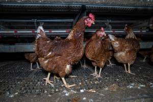 Free-Range Eggs Investigation 2025 - Farm Pride supplies free range and cage free eggs to major supermarkets under their own brand and is also a supplier for Coles brand free range eggs. Their Bears Lagoon farm supplies free range eggs from a system described by The Age as 'intensive free-range farming.'
In these sheds tens of thousands of birds struggle for space in filthy sheds. Hens showed evidence of reproductive illnesses and feather pecking, including missing feathers from their wings and necks. One chicken was filmed with a twisted, deformed leg, while others showed clear signs of being bullied by being pecked by other chickens.
On this farm investigators entered an empty shed where hens had been 'depopulated,' to be taken to slaughter. Two chickens had been left behind and were found huddled in the empty stacks, missing almost all of the feathers from their backs and necks. In another shed hens were found to be laying jelly-like, soft shelled eggs, an indication of nutrition deficiencies and stress. Hens would fight to eat these eggs, a valuable source of calcium in their otherwise deprived diets. - Captured at Farm Pride Bears Lagoon - Site 1, Bears Lagoon VIC Australia.