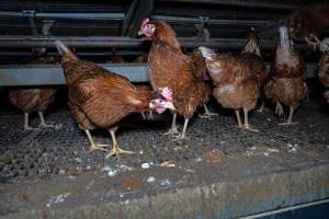 Free-Range Eggs Investigation 2025 - Farm Pride supplies free range and cage free eggs to major supermarkets under their own brand and is also a supplier for Coles brand free range eggs. Their Bears Lagoon farm supplies free range eggs from a system described by The Age as 'intensive free-range farming.'
In these sheds tens of thousands of birds struggle for space in filthy sheds. Hens showed evidence of reproductive illnesses and feather pecking, including missing feathers from their wings and necks. One chicken was filmed with a twisted, deformed leg, while others showed clear signs of being bullied by being pecked by other chickens.
On this farm investigators entered an empty shed where hens had been 'depopulated,' to be taken to slaughter. Two chickens had been left behind and were found huddled in the empty stacks, missing almost all of the feathers from their backs and necks. In another shed hens were found to be laying jelly-like, soft shelled eggs, an indication of nutrition deficiencies and stress. Hens would fight to eat these eggs, a valuable source of calcium in their otherwise deprived diets. - Captured at Farm Pride Bears Lagoon - Site 1, Bears Lagoon VIC Australia.