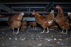 Free-Range Eggs Investigation 2025 - Farm Pride supplies free range and cage free eggs to major supermarkets under their own brand and is also a supplier for Coles brand free range eggs. Their Bears Lagoon farm supplies free range eggs from a system described by The Age as 'intensive free-range farming.'
In these sheds tens of thousands of birds struggle for space in filthy sheds. Hens showed evidence of reproductive illnesses and feather pecking, including missing feathers from their wings and necks. One chicken was filmed with a twisted, deformed leg, while others showed clear signs of being bullied by being pecked by other chickens.
On this farm investigators entered an empty shed where hens had been 'depopulated,' to be taken to slaughter. Two chickens had been left behind and were found huddled in the empty stacks, missing almost all of the feathers from their backs and necks. In another shed hens were found to be laying jelly-like, soft shelled eggs, an indication of nutrition deficiencies and stress. Hens would fight to eat these eggs, a valuable source of calcium in their otherwise deprived diets. - Captured at Farm Pride Bears Lagoon - Site 1, Bears Lagoon VIC Australia.