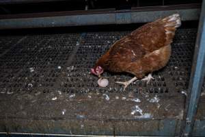Hen pecking at soft egg - Farm Pride supplies free range and cage free eggs to major supermarkets under their own brand and is also a supplier for Coles brand free range eggs. Their Bears Lagoon farm supplies free range eggs from a system described by The Age as 'intensive free-range farming.'
In these sheds tens of thousands of birds struggle for space in filthy sheds. Hens showed evidence of reproductive illnesses and feather pecking, including missing feathers from their wings and necks. One chicken was filmed with a twisted, deformed leg, while others showed clear signs of being bullied by being pecked by other chickens.
On this farm investigators entered an empty shed where hens had been 'depopulated,' to be taken to slaughter. Two chickens had been left behind and were found huddled in the empty stacks, missing almost all of the feathers from their backs and necks. In another shed hens were found to be laying jelly-like, soft shelled eggs, an indication of nutrition deficiencies and stress. Hens would fight to eat these eggs, a valuable source of calcium in their otherwise deprived diets. - Captured at Farm Pride Bears Lagoon - Site 1, Bears Lagoon VIC Australia.