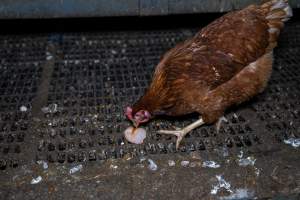 Hen pecking at soft egg - Farm Pride supplies free range and cage free eggs to major supermarkets under their own brand and is also a supplier for Coles brand free range eggs. Their Bears Lagoon farm supplies free range eggs from a system described by The Age as 'intensive free-range farming.'
In these sheds tens of thousands of birds struggle for space in filthy sheds. Hens showed evidence of reproductive illnesses and feather pecking, including missing feathers from their wings and necks. One chicken was filmed with a twisted, deformed leg, while others showed clear signs of being bullied by being pecked by other chickens.
On this farm investigators entered an empty shed where hens had been 'depopulated,' to be taken to slaughter. Two chickens had been left behind and were found huddled in the empty stacks, missing almost all of the feathers from their backs and necks. In another shed hens were found to be laying jelly-like, soft shelled eggs, an indication of nutrition deficiencies and stress. Hens would fight to eat these eggs, a valuable source of calcium in their otherwise deprived diets. - Captured at Farm Pride Bears Lagoon - Site 1, Bears Lagoon VIC Australia.