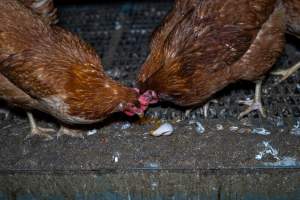 Hens pecking at soft egg - Farm Pride supplies free range and cage free eggs to major supermarkets under their own brand and is also a supplier for Coles brand free range eggs. Their Bears Lagoon farm supplies free range eggs from a system described by The Age as 'intensive free-range farming.'
In these sheds tens of thousands of birds struggle for space in filthy sheds. Hens showed evidence of reproductive illnesses and feather pecking, including missing feathers from their wings and necks. One chicken was filmed with a twisted, deformed leg, while others showed clear signs of being bullied by being pecked by other chickens.
On this farm investigators entered an empty shed where hens had been 'depopulated,' to be taken to slaughter. Two chickens had been left behind and were found huddled in the empty stacks, missing almost all of the feathers from their backs and necks. In another shed hens were found to be laying jelly-like, soft shelled eggs, an indication of nutrition deficiencies and stress. Hens would fight to eat these eggs, a valuable source of calcium in their otherwise deprived diets. - Captured at Farm Pride Bears Lagoon - Site 1, Bears Lagoon VIC Australia.