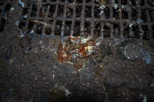 Faeces with blood - Farm Pride supplies free range and cage free eggs to major supermarkets under their own brand and is also a supplier for Coles brand free range eggs. Their Bears Lagoon farm supplies free range eggs from a system described by The Age as 'intensive free-range farming.'
In these sheds tens of thousands of birds struggle for space in filthy sheds. Hens showed evidence of reproductive illnesses and feather pecking, including missing feathers from their wings and necks. One chicken was filmed with a twisted, deformed leg, while others showed clear signs of being bullied by being pecked by other chickens.
On this farm investigators entered an empty shed where hens had been 'depopulated,' to be taken to slaughter. Two chickens had been left behind and were found huddled in the empty stacks, missing almost all of the feathers from their backs and necks. In another shed hens were found to be laying jelly-like, soft shelled eggs, an indication of nutrition deficiencies and stress. Hens would fight to eat these eggs, a valuable source of calcium in their otherwise deprived diets. - Captured at Farm Pride Bears Lagoon - Site 1, Bears Lagoon VIC Australia.