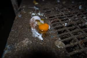 Broken egg in shed - Farm Pride supplies free range and cage free eggs to major supermarkets under their own brand and is also a supplier for Coles brand free range eggs. Their Bears Lagoon farm supplies free range eggs from a system described by The Age as 'intensive free-range farming.'
In these sheds tens of thousands of birds struggle for space in filthy sheds. Hens showed evidence of reproductive illnesses and feather pecking, including missing feathers from their wings and necks. One chicken was filmed with a twisted, deformed leg, while others showed clear signs of being bullied by being pecked by other chickens.
On this farm investigators entered an empty shed where hens had been 'depopulated,' to be taken to slaughter. Two chickens had been left behind and were found huddled in the empty stacks, missing almost all of the feathers from their backs and necks. In another shed hens were found to be laying jelly-like, soft shelled eggs, an indication of nutrition deficiencies and stress. Hens would fight to eat these eggs, a valuable source of calcium in their otherwise deprived diets. - Captured at Farm Pride Bears Lagoon - Site 1, Bears Lagoon VIC Australia.