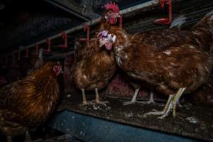 Hen with pale, floppy comb - Farm Pride supplies free range and cage free eggs to major supermarkets under their own brand and is also a supplier for Coles brand free range eggs. Their Bears Lagoon farm supplies free range eggs from a system described by The Age as 'intensive free-range farming.'
In these sheds tens of thousands of birds struggle for space in filthy sheds. Hens showed evidence of reproductive illnesses and feather pecking, including missing feathers from their wings and necks. One chicken was filmed with a twisted, deformed leg, while others showed clear signs of being bullied by being pecked by other chickens.
On this farm investigators entered an empty shed where hens had been 'depopulated,' to be taken to slaughter. Two chickens had been left behind and were found huddled in the empty stacks, missing almost all of the feathers from their backs and necks. In another shed hens were found to be laying jelly-like, soft shelled eggs, an indication of nutrition deficiencies and stress. Hens would fight to eat these eggs, a valuable source of calcium in their otherwise deprived diets. - Captured at Farm Pride Bears Lagoon - Site 1, Bears Lagoon VIC Australia.