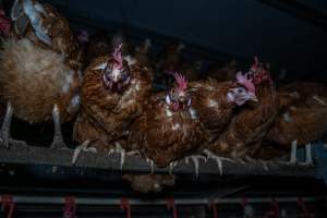 Free-Range Eggs Investigation 2025 - Farm Pride supplies free range and cage free eggs to major supermarkets under their own brand and is also a supplier for Coles brand free range eggs. Their Bears Lagoon farm supplies free range eggs from a system described by The Age as 'intensive free-range farming.'
In these sheds tens of thousands of birds struggle for space in filthy sheds. Hens showed evidence of reproductive illnesses and feather pecking, including missing feathers from their wings and necks. One chicken was filmed with a twisted, deformed leg, while others showed clear signs of being bullied by being pecked by other chickens.
On this farm investigators entered an empty shed where hens had been 'depopulated,' to be taken to slaughter. Two chickens had been left behind and were found huddled in the empty stacks, missing almost all of the feathers from their backs and necks. In another shed hens were found to be laying jelly-like, soft shelled eggs, an indication of nutrition deficiencies and stress. Hens would fight to eat these eggs, a valuable source of calcium in their otherwise deprived diets. - Captured at Farm Pride Bears Lagoon - Site 1, Bears Lagoon VIC Australia.