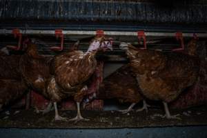 Hen with missing feathers - Farm Pride supplies free range and cage free eggs to major supermarkets under their own brand and is also a supplier for Coles brand free range eggs. Their Bears Lagoon farm supplies free range eggs from a system described by The Age as 'intensive free-range farming.'
In these sheds tens of thousands of birds struggle for space in filthy sheds. Hens showed evidence of reproductive illnesses and feather pecking, including missing feathers from their wings and necks. One chicken was filmed with a twisted, deformed leg, while others showed clear signs of being bullied by being pecked by other chickens.
On this farm investigators entered an empty shed where hens had been 'depopulated,' to be taken to slaughter. Two chickens had been left behind and were found huddled in the empty stacks, missing almost all of the feathers from their backs and necks. In another shed hens were found to be laying jelly-like, soft shelled eggs, an indication of nutrition deficiencies and stress. Hens would fight to eat these eggs, a valuable source of calcium in their otherwise deprived diets. - Captured at Farm Pride Bears Lagoon - Site 1, Bears Lagoon VIC Australia.