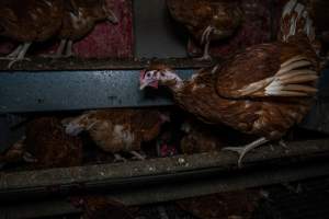 Hen with missing feathers - Farm Pride supplies free range and cage free eggs to major supermarkets under their own brand and is also a supplier for Coles brand free range eggs. Their Bears Lagoon farm supplies free range eggs from a system described by The Age as 'intensive free-range farming.'
In these sheds tens of thousands of birds struggle for space in filthy sheds. Hens showed evidence of reproductive illnesses and feather pecking, including missing feathers from their wings and necks. One chicken was filmed with a twisted, deformed leg, while others showed clear signs of being bullied by being pecked by other chickens.
On this farm investigators entered an empty shed where hens had been 'depopulated,' to be taken to slaughter. Two chickens had been left behind and were found huddled in the empty stacks, missing almost all of the feathers from their backs and necks. In another shed hens were found to be laying jelly-like, soft shelled eggs, an indication of nutrition deficiencies and stress. Hens would fight to eat these eggs, a valuable source of calcium in their otherwise deprived diets. - Captured at Farm Pride Bears Lagoon - Site 1, Bears Lagoon VIC Australia.