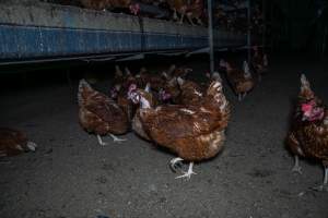 Hen with missing feathers - Farm Pride supplies free range and cage free eggs to major supermarkets under their own brand and is also a supplier for Coles brand free range eggs. Their Bears Lagoon farm supplies free range eggs from a system described by The Age as 'intensive free-range farming.'
In these sheds tens of thousands of birds struggle for space in filthy sheds. Hens showed evidence of reproductive illnesses and feather pecking, including missing feathers from their wings and necks. One chicken was filmed with a twisted, deformed leg, while others showed clear signs of being bullied by being pecked by other chickens.
On this farm investigators entered an empty shed where hens had been 'depopulated,' to be taken to slaughter. Two chickens had been left behind and were found huddled in the empty stacks, missing almost all of the feathers from their backs and necks. In another shed hens were found to be laying jelly-like, soft shelled eggs, an indication of nutrition deficiencies and stress. Hens would fight to eat these eggs, a valuable source of calcium in their otherwise deprived diets. - Captured at Farm Pride Bears Lagoon - Site 1, Bears Lagoon VIC Australia.