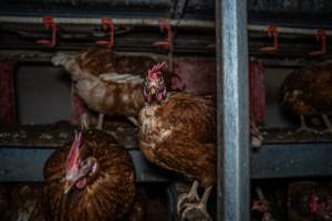 Free-Range Eggs Investigation 2025 - Farm Pride supplies free range and cage free eggs to major supermarkets under their own brand and is also a supplier for Coles brand free range eggs. Their Bears Lagoon farm supplies free range eggs from a system described by The Age as 'intensive free-range farming.'
In these sheds tens of thousands of birds struggle for space in filthy sheds. Hens showed evidence of reproductive illnesses and feather pecking, including missing feathers from their wings and necks. One chicken was filmed with a twisted, deformed leg, while others showed clear signs of being bullied by being pecked by other chickens.
On this farm investigators entered an empty shed where hens had been 'depopulated,' to be taken to slaughter. Two chickens had been left behind and were found huddled in the empty stacks, missing almost all of the feathers from their backs and necks. In another shed hens were found to be laying jelly-like, soft shelled eggs, an indication of nutrition deficiencies and stress. Hens would fight to eat these eggs, a valuable source of calcium in their otherwise deprived diets. - Captured at Farm Pride Bears Lagoon - Site 1, Bears Lagoon VIC Australia.