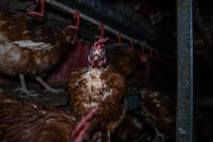 Hen with ruffled feathers - Farm Pride supplies free range and cage free eggs to major supermarkets under their own brand and is also a supplier for Coles brand free range eggs. Their Bears Lagoon farm supplies free range eggs from a system described by The Age as 'intensive free-range farming.'
In these sheds tens of thousands of birds struggle for space in filthy sheds. Hens showed evidence of reproductive illnesses and feather pecking, including missing feathers from their wings and necks. One chicken was filmed with a twisted, deformed leg, while others showed clear signs of being bullied by being pecked by other chickens.
On this farm investigators entered an empty shed where hens had been 'depopulated,' to be taken to slaughter. Two chickens had been left behind and were found huddled in the empty stacks, missing almost all of the feathers from their backs and necks. In another shed hens were found to be laying jelly-like, soft shelled eggs, an indication of nutrition deficiencies and stress. Hens would fight to eat these eggs, a valuable source of calcium in their otherwise deprived diets. - Captured at Farm Pride Bears Lagoon - Site 1, Bears Lagoon VIC Australia.