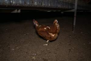 Free-Range Eggs Investigation 2025 - Farm Pride supplies free range and cage free eggs to major supermarkets under their own brand and is also a supplier for Coles brand free range eggs. Their Bears Lagoon farm supplies free range eggs from a system described by The Age as 'intensive free-range farming.'

In these sheds tens of thousands of birds struggle for space in filthy sheds. Hens showed evidence of reproductive illnesses and feather pecking, including missing feathers from their wings and necks. One chicken was filmed with a twisted, deformed leg, while others showed clear signs of being bullied by being pecked by other chickens.

On this farm investigators entered an empty shed where hens had been 'depopulated,' to be taken to slaughter. Two chickens had been left behind and were found huddled in the empty stacks, missing almost all of the feathers from their backs and necks. In another shed hens were found to be laying jelly-like, soft shelled eggs, an indication of nutrition deficiencies and stress. Hens would fight to eat these eggs, a valuable source of calcium in their otherwise deprived diets. - Captured at Farm Pride Bears Lagoon - Site 1, Bears Lagoon VIC Australia.