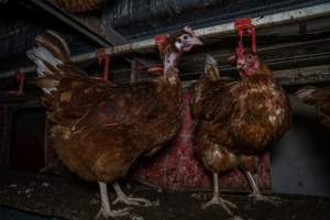 Hen with missing feathers - Farm Pride supplies free range and cage free eggs to major supermarkets under their own brand and is also a supplier for Coles brand free range eggs. Their Bears Lagoon farm supplies free range eggs from a system described by The Age as 'intensive free-range farming.'
In these sheds tens of thousands of birds struggle for space in filthy sheds. Hens showed evidence of reproductive illnesses and feather pecking, including missing feathers from their wings and necks. One chicken was filmed with a twisted, deformed leg, while others showed clear signs of being bullied by being pecked by other chickens.
On this farm investigators entered an empty shed where hens had been 'depopulated,' to be taken to slaughter. Two chickens had been left behind and were found huddled in the empty stacks, missing almost all of the feathers from their backs and necks. In another shed hens were found to be laying jelly-like, soft shelled eggs, an indication of nutrition deficiencies and stress. Hens would fight to eat these eggs, a valuable source of calcium in their otherwise deprived diets. - Captured at Farm Pride Bears Lagoon - Site 1, Bears Lagoon VIC Australia.