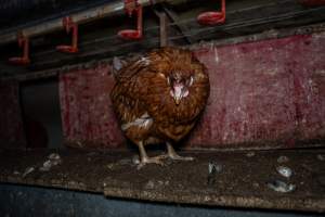 Unwell hen in shed - Farm Pride supplies free range and cage free eggs to major supermarkets under their own brand and is also a supplier for Coles brand free range eggs. Their Bears Lagoon farm supplies free range eggs from a system described by The Age as 'intensive free-range farming.'
In these sheds tens of thousands of birds struggle for space in filthy sheds. Hens showed evidence of reproductive illnesses and feather pecking, including missing feathers from their wings and necks. One chicken was filmed with a twisted, deformed leg, while others showed clear signs of being bullied by being pecked by other chickens.
On this farm investigators entered an empty shed where hens had been 'depopulated,' to be taken to slaughter. Two chickens had been left behind and were found huddled in the empty stacks, missing almost all of the feathers from their backs and necks. In another shed hens were found to be laying jelly-like, soft shelled eggs, an indication of nutrition deficiencies and stress. Hens would fight to eat these eggs, a valuable source of calcium in their otherwise deprived diets. - Captured at Farm Pride Bears Lagoon - Site 1, Bears Lagoon VIC Australia.