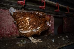 Unwell hen in shed - Farm Pride supplies free range and cage free eggs to major supermarkets under their own brand and is also a supplier for Coles brand free range eggs. Their Bears Lagoon farm supplies free range eggs from a system described by The Age as 'intensive free-range farming.'
In these sheds tens of thousands of birds struggle for space in filthy sheds. Hens showed evidence of reproductive illnesses and feather pecking, including missing feathers from their wings and necks. One chicken was filmed with a twisted, deformed leg, while others showed clear signs of being bullied by being pecked by other chickens.
On this farm investigators entered an empty shed where hens had been 'depopulated,' to be taken to slaughter. Two chickens had been left behind and were found huddled in the empty stacks, missing almost all of the feathers from their backs and necks. In another shed hens were found to be laying jelly-like, soft shelled eggs, an indication of nutrition deficiencies and stress. Hens would fight to eat these eggs, a valuable source of calcium in their otherwise deprived diets. - Captured at Farm Pride Bears Lagoon - Site 1, Bears Lagoon VIC Australia.
