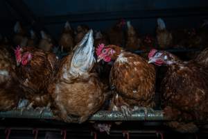 Free-Range Eggs Investigation 2025 - Farm Pride supplies free range and cage free eggs to major supermarkets under their own brand and is also a supplier for Coles brand free range eggs. Their Bears Lagoon farm supplies free range eggs from a system described by The Age as 'intensive free-range farming.'
In these sheds tens of thousands of birds struggle for space in filthy sheds. Hens showed evidence of reproductive illnesses and feather pecking, including missing feathers from their wings and necks. One chicken was filmed with a twisted, deformed leg, while others showed clear signs of being bullied by being pecked by other chickens.
On this farm investigators entered an empty shed where hens had been 'depopulated,' to be taken to slaughter. Two chickens had been left behind and were found huddled in the empty stacks, missing almost all of the feathers from their backs and necks. In another shed hens were found to be laying jelly-like, soft shelled eggs, an indication of nutrition deficiencies and stress. Hens would fight to eat these eggs, a valuable source of calcium in their otherwise deprived diets. - Captured at Farm Pride Bears Lagoon - Site 1, Bears Lagoon VIC Australia.