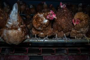 Free-Range Eggs Investigation 2025 - Farm Pride supplies free range and cage free eggs to major supermarkets under their own brand and is also a supplier for Coles brand free range eggs. Their Bears Lagoon farm supplies free range eggs from a system described by The Age as 'intensive free-range farming.'
In these sheds tens of thousands of birds struggle for space in filthy sheds. Hens showed evidence of reproductive illnesses and feather pecking, including missing feathers from their wings and necks. One chicken was filmed with a twisted, deformed leg, while others showed clear signs of being bullied by being pecked by other chickens.
On this farm investigators entered an empty shed where hens had been 'depopulated,' to be taken to slaughter. Two chickens had been left behind and were found huddled in the empty stacks, missing almost all of the feathers from their backs and necks. In another shed hens were found to be laying jelly-like, soft shelled eggs, an indication of nutrition deficiencies and stress. Hens would fight to eat these eggs, a valuable source of calcium in their otherwise deprived diets. - Captured at Farm Pride Bears Lagoon - Site 1, Bears Lagoon VIC Australia.