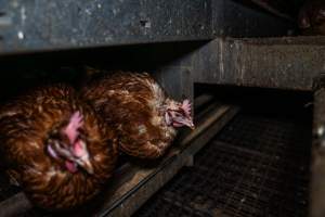 Hen with missing feathers - Farm Pride supplies free range and cage free eggs to major supermarkets under their own brand and is also a supplier for Coles brand free range eggs. Their Bears Lagoon farm supplies free range eggs from a system described by The Age as 'intensive free-range farming.'
In these sheds tens of thousands of birds struggle for space in filthy sheds. Hens showed evidence of reproductive illnesses and feather pecking, including missing feathers from their wings and necks. One chicken was filmed with a twisted, deformed leg, while others showed clear signs of being bullied by being pecked by other chickens.
On this farm investigators entered an empty shed where hens had been 'depopulated,' to be taken to slaughter. Two chickens had been left behind and were found huddled in the empty stacks, missing almost all of the feathers from their backs and necks. In another shed hens were found to be laying jelly-like, soft shelled eggs, an indication of nutrition deficiencies and stress. Hens would fight to eat these eggs, a valuable source of calcium in their otherwise deprived diets. - Captured at Farm Pride Bears Lagoon - Site 1, Bears Lagoon VIC Australia.