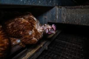Hen with missing feathers - Farm Pride supplies free range and cage free eggs to major supermarkets under their own brand and is also a supplier for Coles brand free range eggs. Their Bears Lagoon farm supplies free range eggs from a system described by The Age as 'intensive free-range farming.'
In these sheds tens of thousands of birds struggle for space in filthy sheds. Hens showed evidence of reproductive illnesses and feather pecking, including missing feathers from their wings and necks. One chicken was filmed with a twisted, deformed leg, while others showed clear signs of being bullied by being pecked by other chickens.
On this farm investigators entered an empty shed where hens had been 'depopulated,' to be taken to slaughter. Two chickens had been left behind and were found huddled in the empty stacks, missing almost all of the feathers from their backs and necks. In another shed hens were found to be laying jelly-like, soft shelled eggs, an indication of nutrition deficiencies and stress. Hens would fight to eat these eggs, a valuable source of calcium in their otherwise deprived diets. - Captured at Farm Pride Bears Lagoon - Site 1, Bears Lagoon VIC Australia.