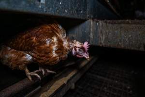 Hen with missing feathers - Farm Pride supplies free range and cage free eggs to major supermarkets under their own brand and is also a supplier for Coles brand free range eggs. Their Bears Lagoon farm supplies free range eggs from a system described by The Age as 'intensive free-range farming.'
In these sheds tens of thousands of birds struggle for space in filthy sheds. Hens showed evidence of reproductive illnesses and feather pecking, including missing feathers from their wings and necks. One chicken was filmed with a twisted, deformed leg, while others showed clear signs of being bullied by being pecked by other chickens.
On this farm investigators entered an empty shed where hens had been 'depopulated,' to be taken to slaughter. Two chickens had been left behind and were found huddled in the empty stacks, missing almost all of the feathers from their backs and necks. In another shed hens were found to be laying jelly-like, soft shelled eggs, an indication of nutrition deficiencies and stress. Hens would fight to eat these eggs, a valuable source of calcium in their otherwise deprived diets. - Captured at Farm Pride Bears Lagoon - Site 1, Bears Lagoon VIC Australia.