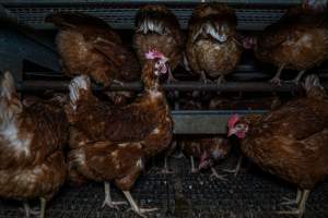 Free-Range Eggs Investigation 2025 - Farm Pride supplies free range and cage free eggs to major supermarkets under their own brand and is also a supplier for Coles brand free range eggs. Their Bears Lagoon farm supplies free range eggs from a system described by The Age as 'intensive free-range farming.'
In these sheds tens of thousands of birds struggle for space in filthy sheds. Hens showed evidence of reproductive illnesses and feather pecking, including missing feathers from their wings and necks. One chicken was filmed with a twisted, deformed leg, while others showed clear signs of being bullied by being pecked by other chickens.
On this farm investigators entered an empty shed where hens had been 'depopulated,' to be taken to slaughter. Two chickens had been left behind and were found huddled in the empty stacks, missing almost all of the feathers from their backs and necks. In another shed hens were found to be laying jelly-like, soft shelled eggs, an indication of nutrition deficiencies and stress. Hens would fight to eat these eggs, a valuable source of calcium in their otherwise deprived diets. - Captured at Farm Pride Bears Lagoon - Site 1, Bears Lagoon VIC Australia.