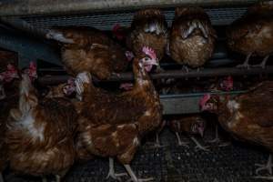 Free-Range Eggs Investigation 2025 - Farm Pride supplies free range and cage free eggs to major supermarkets under their own brand and is also a supplier for Coles brand free range eggs. Their Bears Lagoon farm supplies free range eggs from a system described by The Age as 'intensive free-range farming.'
In these sheds tens of thousands of birds struggle for space in filthy sheds. Hens showed evidence of reproductive illnesses and feather pecking, including missing feathers from their wings and necks. One chicken was filmed with a twisted, deformed leg, while others showed clear signs of being bullied by being pecked by other chickens.
On this farm investigators entered an empty shed where hens had been 'depopulated,' to be taken to slaughter. Two chickens had been left behind and were found huddled in the empty stacks, missing almost all of the feathers from their backs and necks. In another shed hens were found to be laying jelly-like, soft shelled eggs, an indication of nutrition deficiencies and stress. Hens would fight to eat these eggs, a valuable source of calcium in their otherwise deprived diets. - Captured at Farm Pride Bears Lagoon - Site 1, Bears Lagoon VIC Australia.