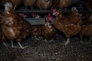 Free-Range Eggs Investigation 2025 - Farm Pride supplies free range and cage free eggs to major supermarkets under their own brand and is also a supplier for Coles brand free range eggs. Their Bears Lagoon farm supplies free range eggs from a system described by The Age as 'intensive free-range farming.'
In these sheds tens of thousands of birds struggle for space in filthy sheds. Hens showed evidence of reproductive illnesses and feather pecking, including missing feathers from their wings and necks. One chicken was filmed with a twisted, deformed leg, while others showed clear signs of being bullied by being pecked by other chickens.
On this farm investigators entered an empty shed where hens had been 'depopulated,' to be taken to slaughter. Two chickens had been left behind and were found huddled in the empty stacks, missing almost all of the feathers from their backs and necks. In another shed hens were found to be laying jelly-like, soft shelled eggs, an indication of nutrition deficiencies and stress. Hens would fight to eat these eggs, a valuable source of calcium in their otherwise deprived diets. - Captured at Farm Pride Bears Lagoon - Site 1, Bears Lagoon VIC Australia.