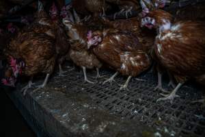 Free-Range Eggs Investigation 2025 - Farm Pride supplies free range and cage free eggs to major supermarkets under their own brand and is also a supplier for Coles brand free range eggs. Their Bears Lagoon farm supplies free range eggs from a system described by The Age as 'intensive free-range farming.'
In these sheds tens of thousands of birds struggle for space in filthy sheds. Hens showed evidence of reproductive illnesses and feather pecking, including missing feathers from their wings and necks. One chicken was filmed with a twisted, deformed leg, while others showed clear signs of being bullied by being pecked by other chickens.
On this farm investigators entered an empty shed where hens had been 'depopulated,' to be taken to slaughter. Two chickens had been left behind and were found huddled in the empty stacks, missing almost all of the feathers from their backs and necks. In another shed hens were found to be laying jelly-like, soft shelled eggs, an indication of nutrition deficiencies and stress. Hens would fight to eat these eggs, a valuable source of calcium in their otherwise deprived diets. - Captured at Farm Pride Bears Lagoon - Site 1, Bears Lagoon VIC Australia.