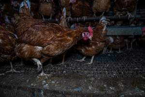 Free-Range Eggs Investigation 2025 - Farm Pride supplies free range and cage free eggs to major supermarkets under their own brand and is also a supplier for Coles brand free range eggs. Their Bears Lagoon farm supplies free range eggs from a system described by The Age as 'intensive free-range farming.'
In these sheds tens of thousands of birds struggle for space in filthy sheds. Hens showed evidence of reproductive illnesses and feather pecking, including missing feathers from their wings and necks. One chicken was filmed with a twisted, deformed leg, while others showed clear signs of being bullied by being pecked by other chickens.
On this farm investigators entered an empty shed where hens had been 'depopulated,' to be taken to slaughter. Two chickens had been left behind and were found huddled in the empty stacks, missing almost all of the feathers from their backs and necks. In another shed hens were found to be laying jelly-like, soft shelled eggs, an indication of nutrition deficiencies and stress. Hens would fight to eat these eggs, a valuable source of calcium in their otherwise deprived diets. - Captured at Farm Pride Bears Lagoon - Site 1, Bears Lagoon VIC Australia.