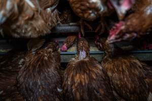 Hens at feeders - Farm Pride supplies free range and cage free eggs to major supermarkets under their own brand and is also a supplier for Coles brand free range eggs. Their Bears Lagoon farm supplies free range eggs from a system described by The Age as 'intensive free-range farming.'
In these sheds tens of thousands of birds struggle for space in filthy sheds. Hens showed evidence of reproductive illnesses and feather pecking, including missing feathers from their wings and necks. One chicken was filmed with a twisted, deformed leg, while others showed clear signs of being bullied by being pecked by other chickens.
On this farm investigators entered an empty shed where hens had been 'depopulated,' to be taken to slaughter. Two chickens had been left behind and were found huddled in the empty stacks, missing almost all of the feathers from their backs and necks. In another shed hens were found to be laying jelly-like, soft shelled eggs, an indication of nutrition deficiencies and stress. Hens would fight to eat these eggs, a valuable source of calcium in their otherwise deprived diets. - Captured at Farm Pride Bears Lagoon - Site 1, Bears Lagoon VIC Australia.