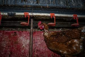 Hens at feeders - Farm Pride supplies free range and cage free eggs to major supermarkets under their own brand and is also a supplier for Coles brand free range eggs. Their Bears Lagoon farm supplies free range eggs from a system described by The Age as 'intensive free-range farming.'
In these sheds tens of thousands of birds struggle for space in filthy sheds. Hens showed evidence of reproductive illnesses and feather pecking, including missing feathers from their wings and necks. One chicken was filmed with a twisted, deformed leg, while others showed clear signs of being bullied by being pecked by other chickens.
On this farm investigators entered an empty shed where hens had been 'depopulated,' to be taken to slaughter. Two chickens had been left behind and were found huddled in the empty stacks, missing almost all of the feathers from their backs and necks. In another shed hens were found to be laying jelly-like, soft shelled eggs, an indication of nutrition deficiencies and stress. Hens would fight to eat these eggs, a valuable source of calcium in their otherwise deprived diets. - Captured at Farm Pride Bears Lagoon - Site 1, Bears Lagoon VIC Australia.
