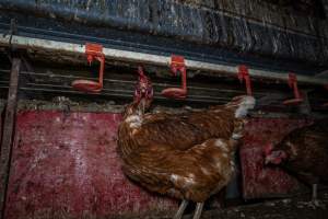 Free-Range Eggs Investigation 2025 - Farm Pride supplies free range and cage free eggs to major supermarkets under their own brand and is also a supplier for Coles brand free range eggs. Their Bears Lagoon farm supplies free range eggs from a system described by The Age as 'intensive free-range farming.'
In these sheds tens of thousands of birds struggle for space in filthy sheds. Hens showed evidence of reproductive illnesses and feather pecking, including missing feathers from their wings and necks. One chicken was filmed with a twisted, deformed leg, while others showed clear signs of being bullied by being pecked by other chickens.
On this farm investigators entered an empty shed where hens had been 'depopulated,' to be taken to slaughter. Two chickens had been left behind and were found huddled in the empty stacks, missing almost all of the feathers from their backs and necks. In another shed hens were found to be laying jelly-like, soft shelled eggs, an indication of nutrition deficiencies and stress. Hens would fight to eat these eggs, a valuable source of calcium in their otherwise deprived diets. - Captured at Farm Pride Bears Lagoon - Site 1, Bears Lagoon VIC Australia.