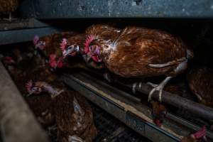 Free-Range Eggs Investigation 2025 - Farm Pride supplies free range and cage free eggs to major supermarkets under their own brand and is also a supplier for Coles brand free range eggs. Their Bears Lagoon farm supplies free range eggs from a system described by The Age as 'intensive free-range farming.'
In these sheds tens of thousands of birds struggle for space in filthy sheds. Hens showed evidence of reproductive illnesses and feather pecking, including missing feathers from their wings and necks. One chicken was filmed with a twisted, deformed leg, while others showed clear signs of being bullied by being pecked by other chickens.
On this farm investigators entered an empty shed where hens had been 'depopulated,' to be taken to slaughter. Two chickens had been left behind and were found huddled in the empty stacks, missing almost all of the feathers from their backs and necks. In another shed hens were found to be laying jelly-like, soft shelled eggs, an indication of nutrition deficiencies and stress. Hens would fight to eat these eggs, a valuable source of calcium in their otherwise deprived diets. - Captured at Farm Pride Bears Lagoon - Site 1, Bears Lagoon VIC Australia.