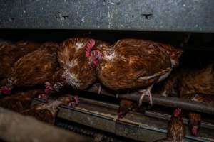 Free-Range Eggs Investigation 2025 - Farm Pride supplies free range and cage free eggs to major supermarkets under their own brand and is also a supplier for Coles brand free range eggs. Their Bears Lagoon farm supplies free range eggs from a system described by The Age as 'intensive free-range farming.'
In these sheds tens of thousands of birds struggle for space in filthy sheds. Hens showed evidence of reproductive illnesses and feather pecking, including missing feathers from their wings and necks. One chicken was filmed with a twisted, deformed leg, while others showed clear signs of being bullied by being pecked by other chickens.
On this farm investigators entered an empty shed where hens had been 'depopulated,' to be taken to slaughter. Two chickens had been left behind and were found huddled in the empty stacks, missing almost all of the feathers from their backs and necks. In another shed hens were found to be laying jelly-like, soft shelled eggs, an indication of nutrition deficiencies and stress. Hens would fight to eat these eggs, a valuable source of calcium in their otherwise deprived diets. - Captured at Farm Pride Bears Lagoon - Site 1, Bears Lagoon VIC Australia.