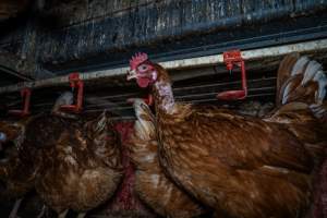 Hen with missing feathers on neck - Farm Pride supplies free range and cage free eggs to major supermarkets under their own brand and is also a supplier for Coles brand free range eggs. Their Bears Lagoon farm supplies free range eggs from a system described by The Age as 'intensive free-range farming.'
In these sheds tens of thousands of birds struggle for space in filthy sheds. Hens showed evidence of reproductive illnesses and feather pecking, including missing feathers from their wings and necks. One chicken was filmed with a twisted, deformed leg, while others showed clear signs of being bullied by being pecked by other chickens.
On this farm investigators entered an empty shed where hens had been 'depopulated,' to be taken to slaughter. Two chickens had been left behind and were found huddled in the empty stacks, missing almost all of the feathers from their backs and necks. In another shed hens were found to be laying jelly-like, soft shelled eggs, an indication of nutrition deficiencies and stress. Hens would fight to eat these eggs, a valuable source of calcium in their otherwise deprived diets. - Captured at Farm Pride Bears Lagoon - Site 1, Bears Lagoon VIC Australia.